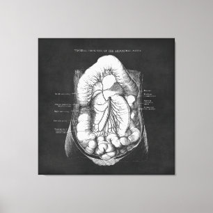 Anatomie Kunst des Verdauungsapparates - Geschenk  Leinwanddruck