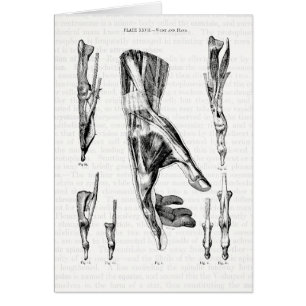 Anatomie-Kunst die Muskeln der Hand und des