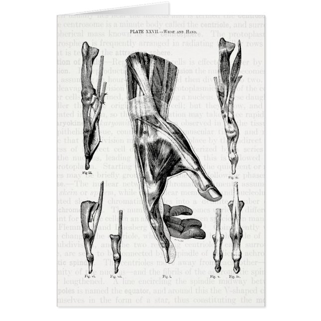 Anatomie-Kunst die Muskeln der Hand und des (Vorne)