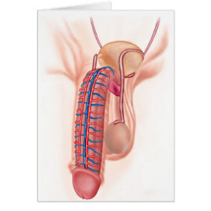 Anatomie männlicher Fortpflanzungsorgane