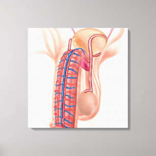Anatomie männlicher Fortpflanzungsorgane Leinwanddruck