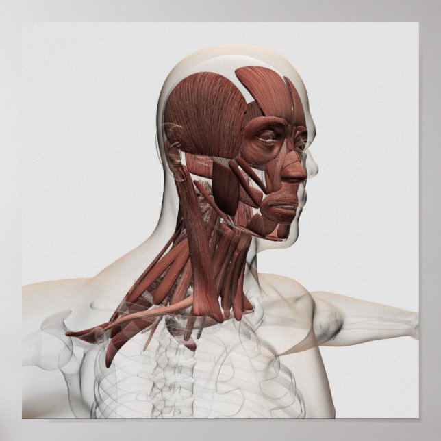 Anatomie männlicher Gesichts- und Halsmuskeln, Vor Poster (Vorne)