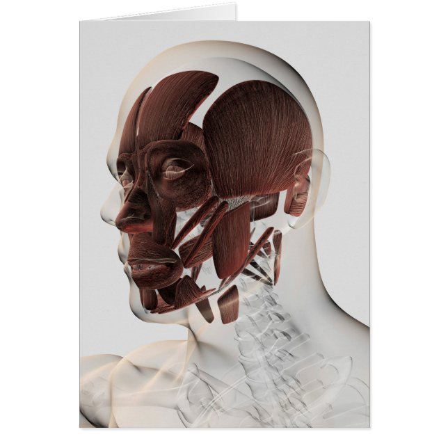 Anatomie männlicher Gesichtsmuskeln, seitliche Sic (Vorne)