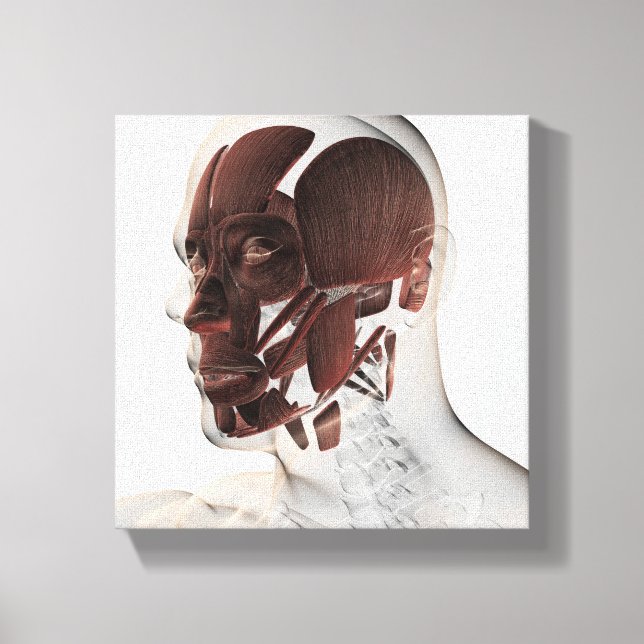 Anatomie männlicher Gesichtsmuskeln, seitliche Sic Leinwanddruck (Vorderseite)