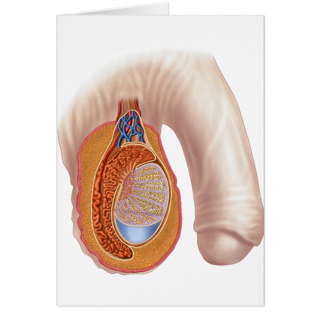 Anatomie männlicher Hoden (Vorne)