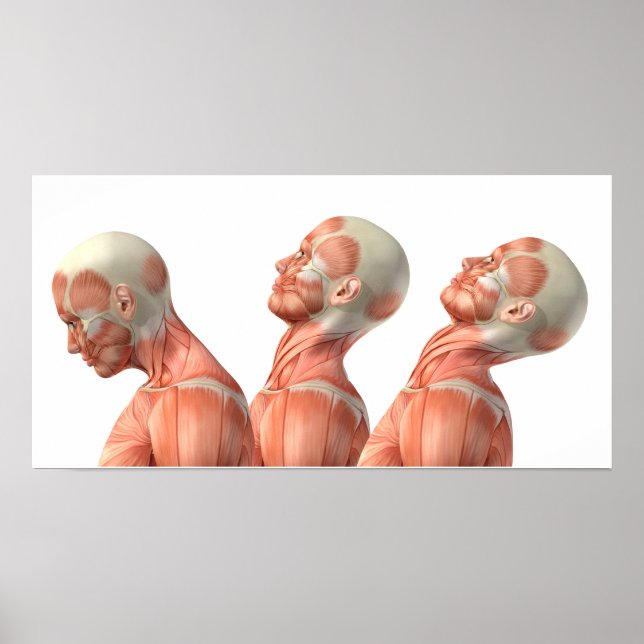 Anatomie männlicher Kopfmuskeln in verschiedenen P Poster (Vorne)