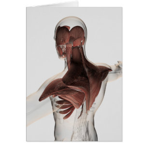 Anatomie männlicher Muskeln im Oberkörper 1