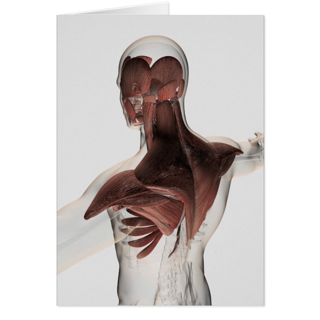 Anatomie männlicher Muskeln im Oberkörper 1 (Vorne)