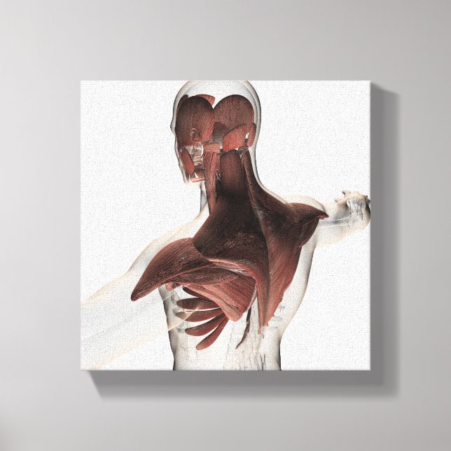 Anatomie männlicher Muskeln im Oberkörper 1 Leinwanddruck (Vorderseite)