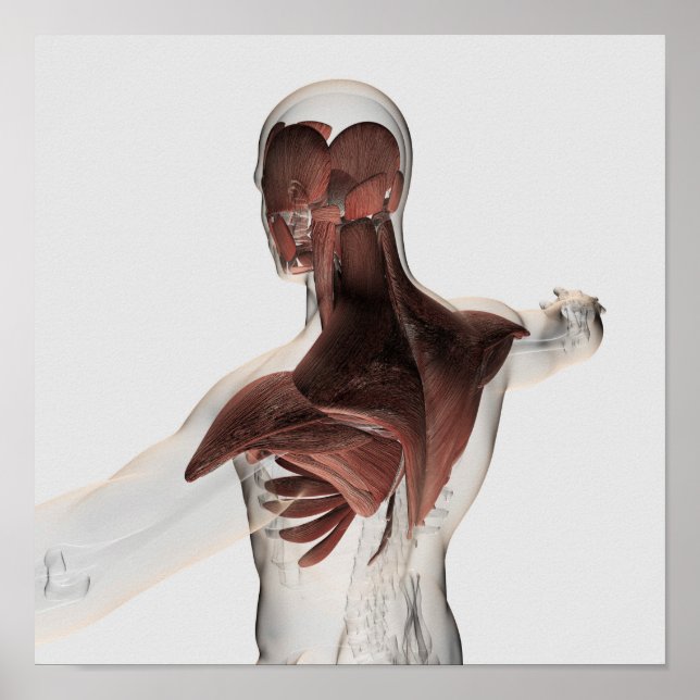 Anatomie männlicher Muskeln im Oberkörper 1 Poster (Vorne)