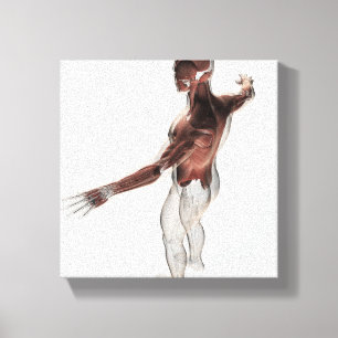 Anatomie männlicher Muskeln im Oberkörper 2 Leinwanddruck