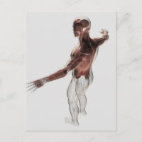 Anatomie männlicher Muskeln im Oberkörper 2