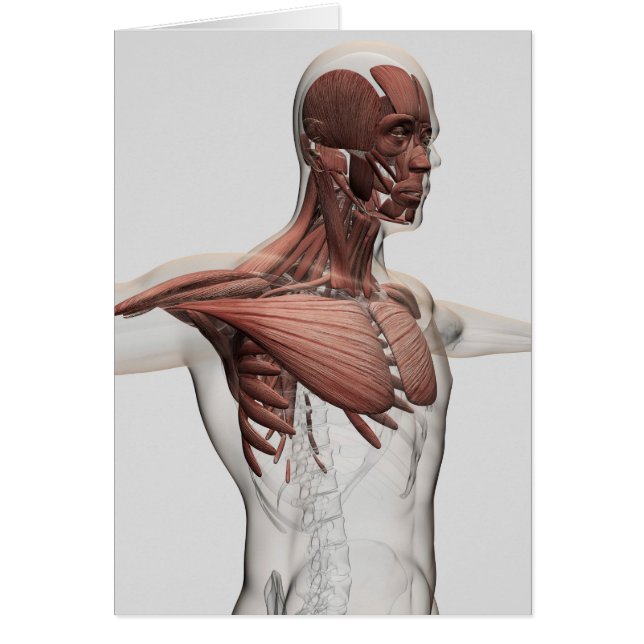 Anatomie männlicher Muskeln im Oberkörper, im vord (Vorne)