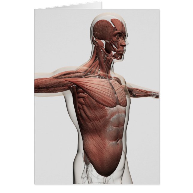 Anatomie männlicher Muskeln im Oberkörper, seitlic (Vorne)