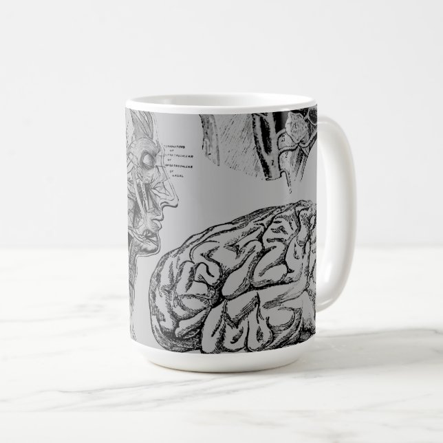 Anatomie Medizinische Tasse (VorderseiteRechts)