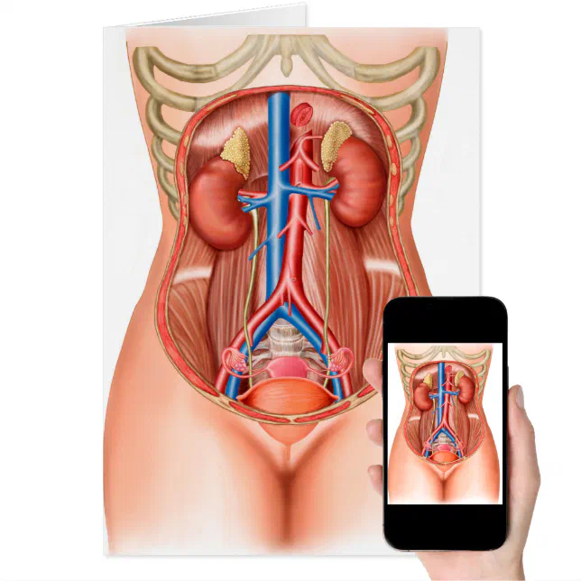 menschliche Anatomie Organe zurück