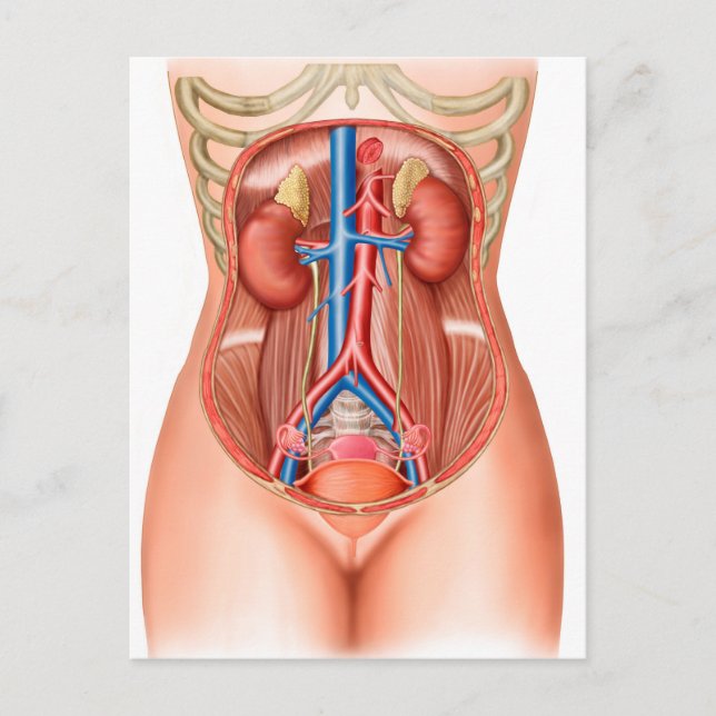 Anatomie menschlicher Organe Postkarte