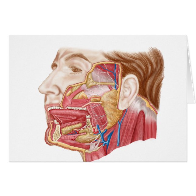 Anatomie menschlicher Speicheldrüsen (Vorderseite (Horizontal))