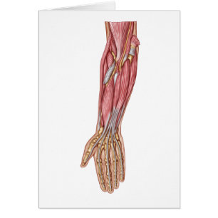 Anatomie menschlicher Unterarm-Muskeln 1
