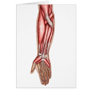 Anatomie menschlicher Unterarm-Muskeln 2