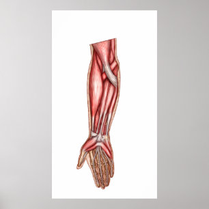 Anatomie menschlicher Unterarm-Muskeln 2 Poster