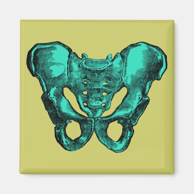 Anatomie Pelvis Knochen Magnet (Vorne)