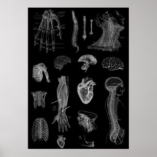 Anatomie Poster