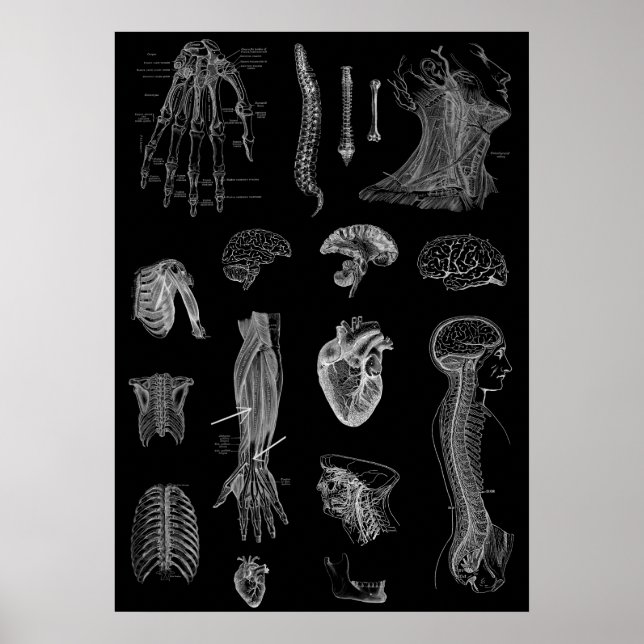 Anatomie Poster (Vorne)
