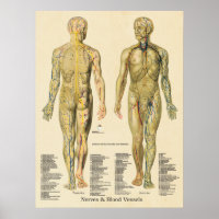 Anatomie Poster Arterien Venen Nerven Lymph Vintag