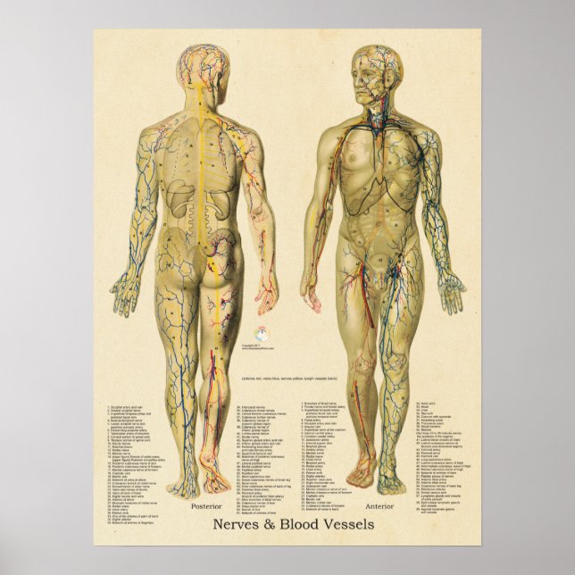 Anatomie Poster Arterien Venen Nerven Lymph Vintag (Vorne)