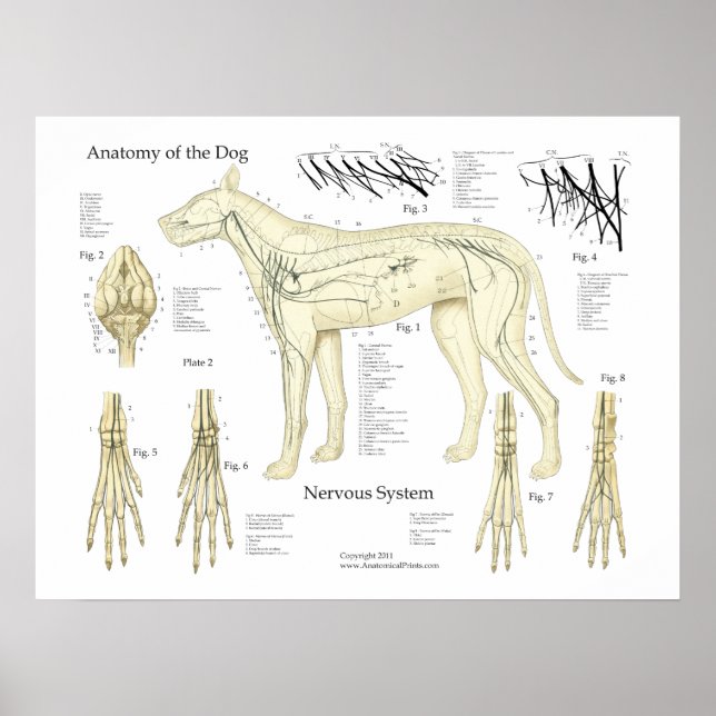 Anatomie-Poster-Diagramm für Hunde Nervensystem Poster (Vorne)