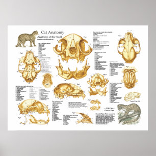 Anatomie-Poster für Hauskatzen Poster