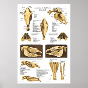 Anatomie-Poster für Pferde-Schädel Anatomisches Di Poster