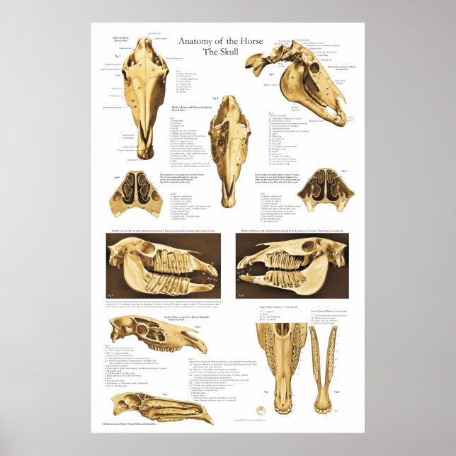 Anatomie-Poster für Pferde-Schädel Anatomisches Di Poster (Vorne)