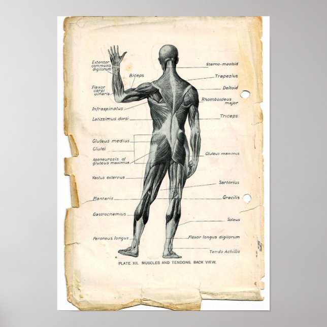 Anatomie Posterior Poster (Vorne)