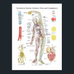 Anatomie Schaltplanbogen Arterien Venen Lymphatisc Poster<br><div class="desc">Vintages menschliches Anatomie-Poster mit dem Kreislaufsystem (Arterien,  Venen und Lymphatika). Darstellungen der Vene,  Arterie,  Blutzellen,  Herz und Lymphknoten.</div>