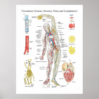 Anatomie Schaltplanbogen Arterien Venen Lymphatisc Poster