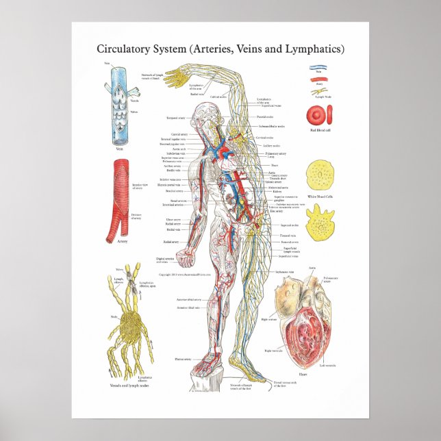 Anatomie Schaltplanbogen Arterien Venen Lymphatisc Poster (Vorne)