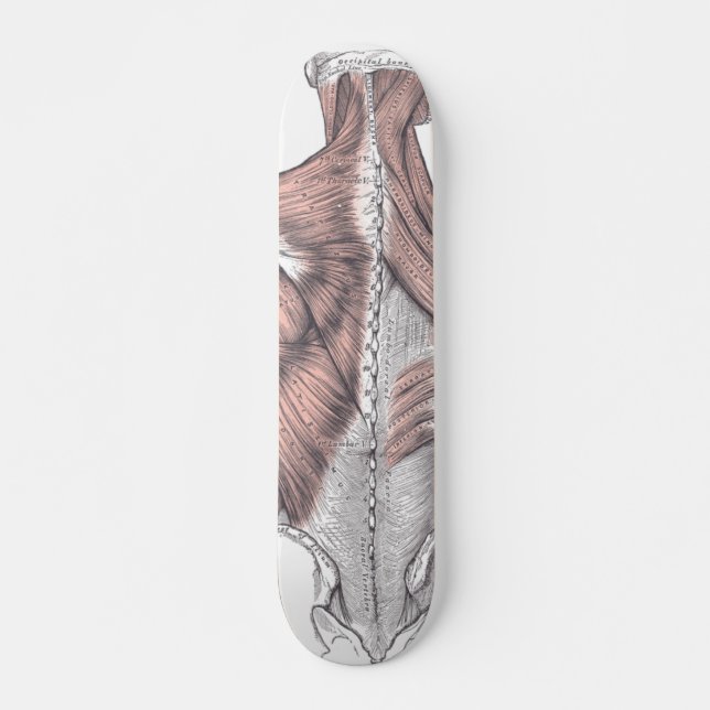 Anatomie Skateboard (Vorne)