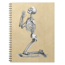 Anatomie Skeleton Illustration