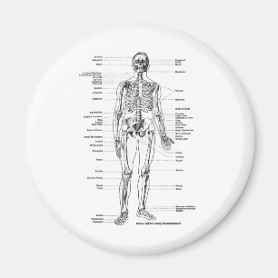 ANATOMIE-SKELETON T - SHIRTS UND GESCHENKE MAGNET