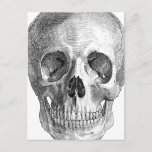 Anatomie-Skizze des menschlichen Schädels Postkarte