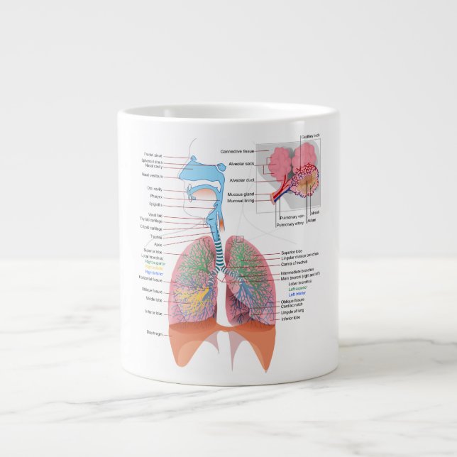 Anatomie Tasse Atmung (Vorderseite)