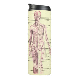 Anatomie Thermosbecher