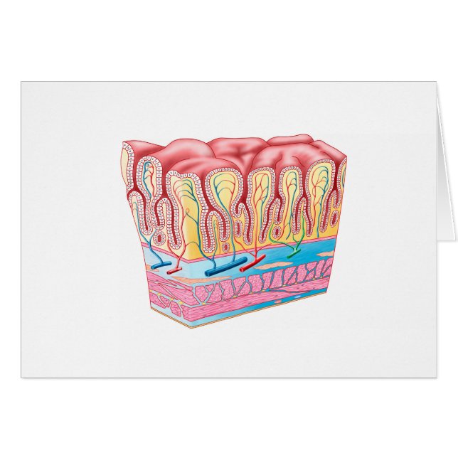 Anatomie und Schichten der Magenwand (Vorderseite (Horizontal))