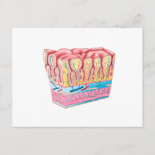 Anatomie und Schichten der Magenwand Postkarte