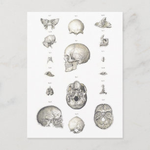 Anatomie Vintager Schädel und Knochen Postkarte