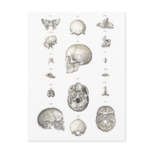 Anatomie Vintager Schädel und Knochen