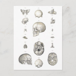 Anatomie Vintager Schädel und Knochen Postkarte