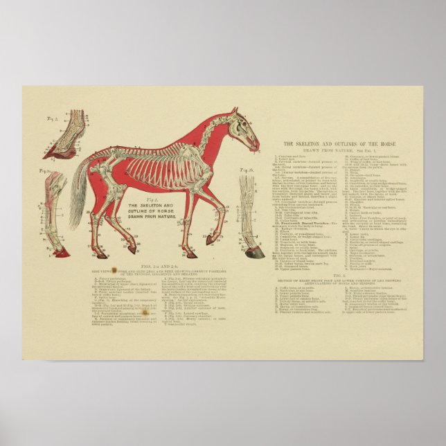 Anatomie Vintages Skelettpferd Print 1902 Poster (Vorne)